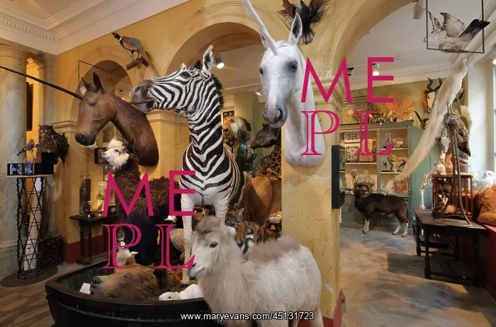 : Taxidermy specimens, Design et Nature, Paris, France : Taxidermy specimens, Design et Nature, Paris, France