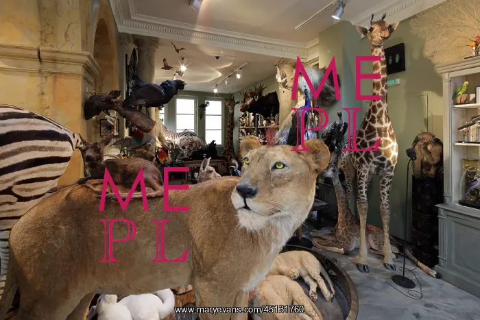 : Taxidermy specimens, Design et Nature, Paris, France : Taxidermy specimens, Design et Nature, Paris, France
