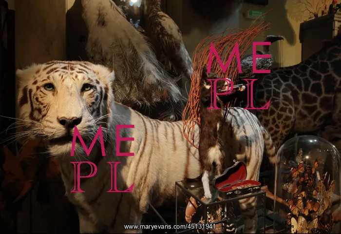 : Taxidermy specimens, Design et Nature, Paris, France : Taxidermy specimens, Design et Nature, Paris, France