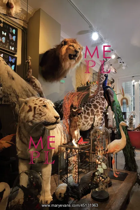 : Taxidermy specimens, Design et Nature, Paris, France : Taxidermy specimens, Design et Nature, Paris, France