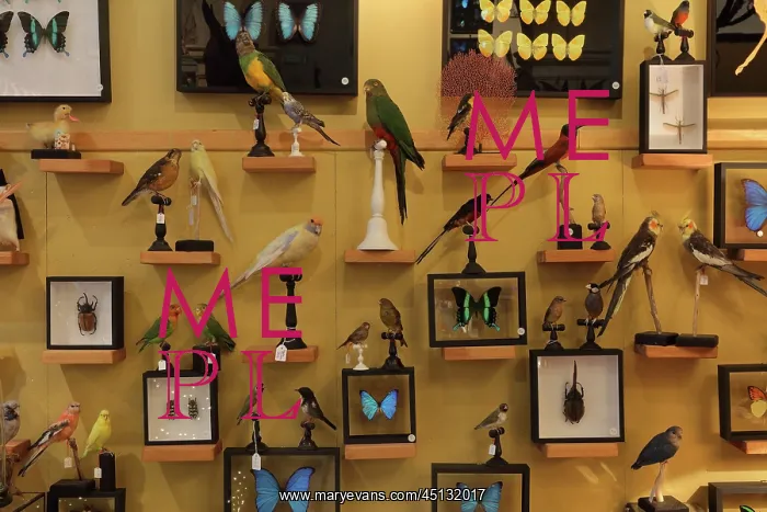 : Taxidermy specimens, Design et Nature, Paris, France : Taxidermy specimens, Design et Nature, Paris, France