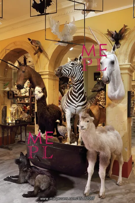 : Taxidermy specimens, Design et Nature, Paris, France : Taxidermy specimens, Design et Nature, Paris, France