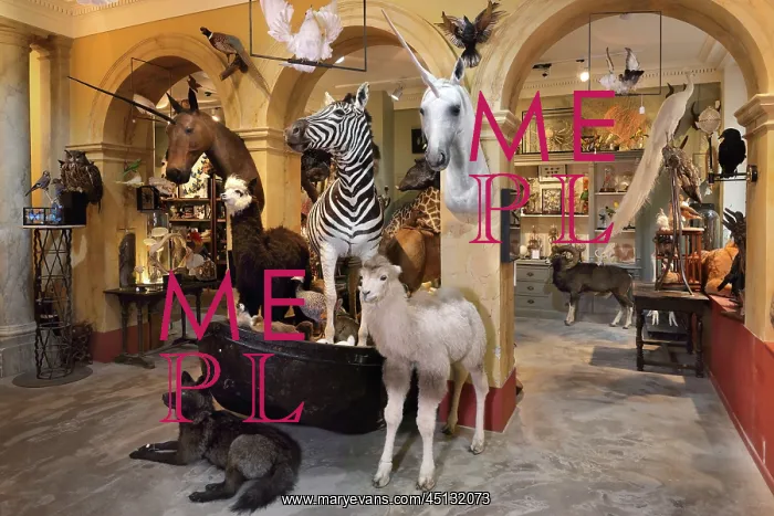 : Taxidermy specimens, Design et Nature, Paris, France : Taxidermy specimens, Design et Nature, Paris, France