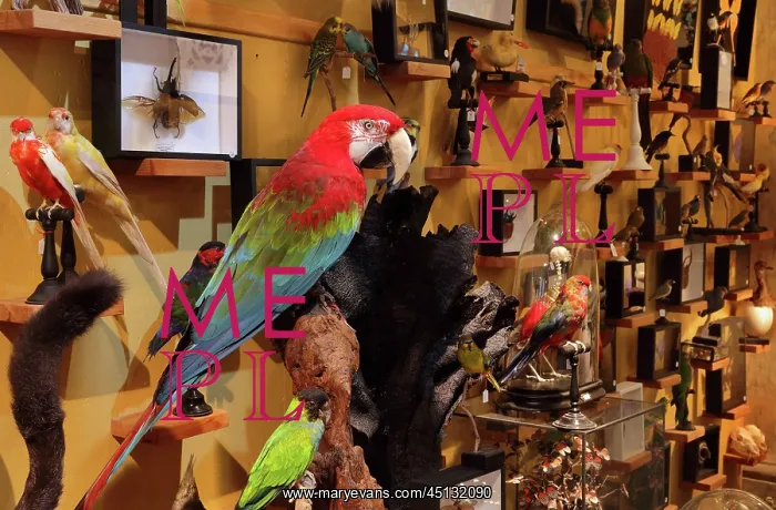 : Taxidermy specimens, Design et Nature, Paris, France : Taxidermy specimens, Design et Nature, Paris, France
