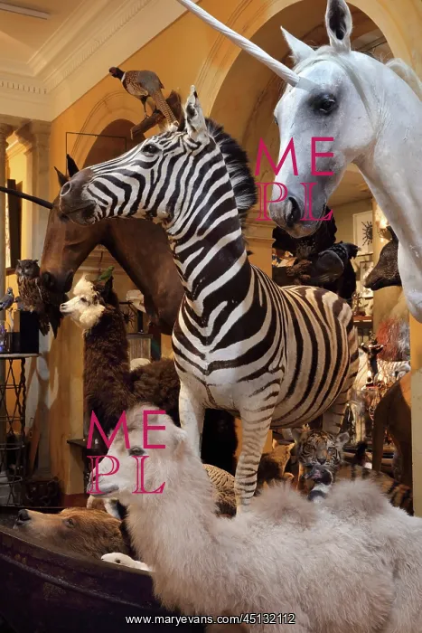 : Taxidermy specimens, Design et Nature, Paris, France : Taxidermy specimens, Design et Nature, Paris, France