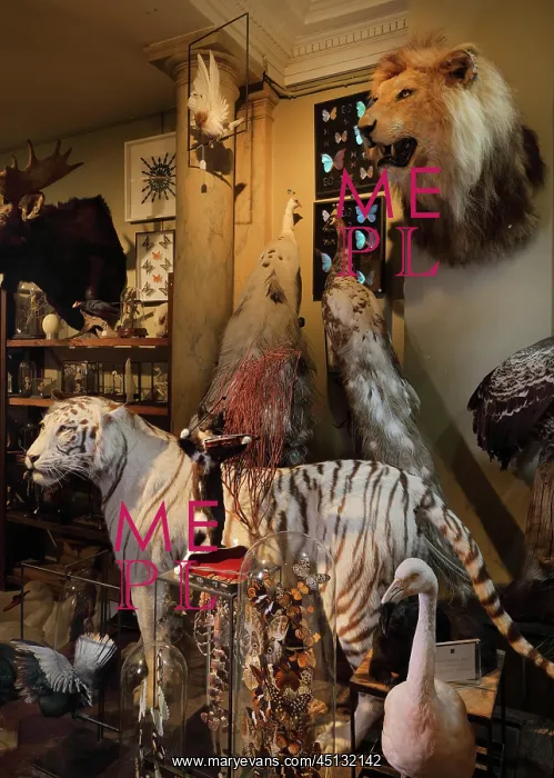 : Taxidermy specimens, Design et Nature, Paris, France : Taxidermy specimens, Design et Nature, Paris, France