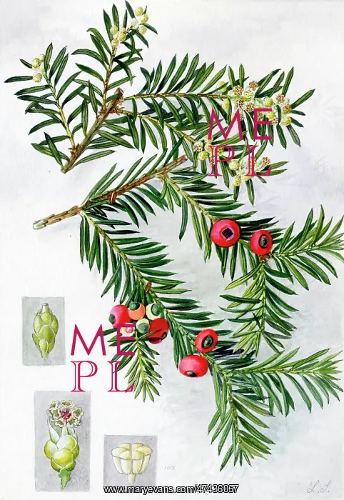  : Taxus baccata