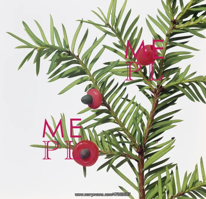 : Taxus sp. yew : Taxus sp. yew