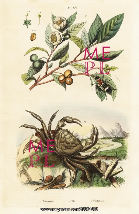 : Tea, beetle and crab : Tea, beetle and crab