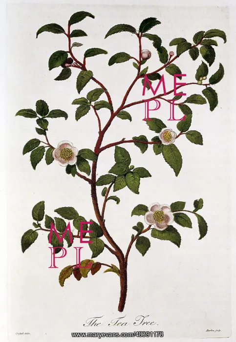 : Tea: Branch of Camellia sinensis. Hand-coloured : Tea: Branch of Camellia sinensis. Hand-coloured
