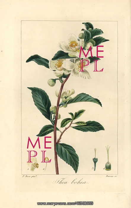 : Tea, Camellia sinensis, native to China : Tea, Camellia sinensis, native to China