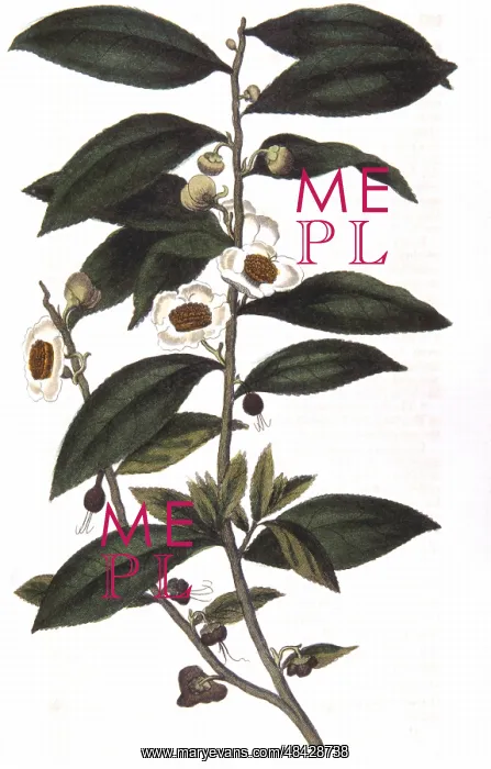 : Tea: Camellia sinensis. Sprig of tea bush. Hand-coloured : Tea: Camellia sinensis. Sprig of tea bush. Hand-coloured