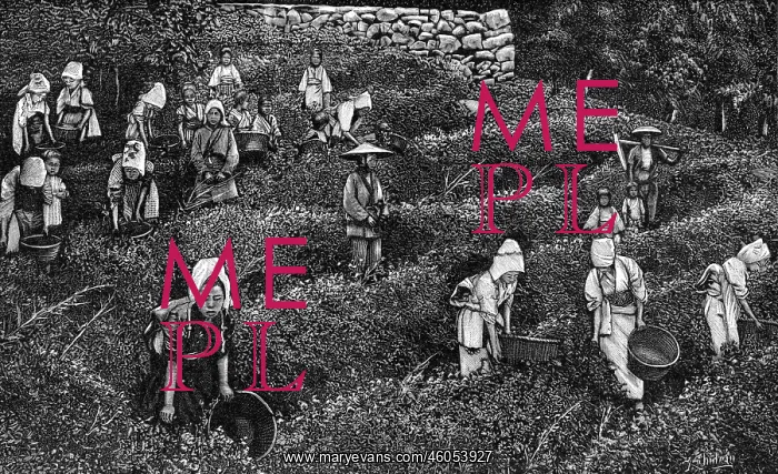 : Tea harvest, Japan, 1905 : Tea harvest, Japan, 1905