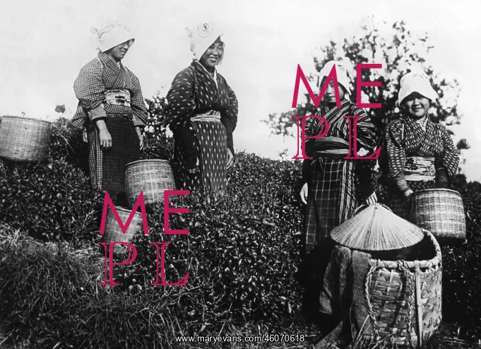 : Tea Harvest in Japan, 1930s : Tea Harvest in Japan, 1930s