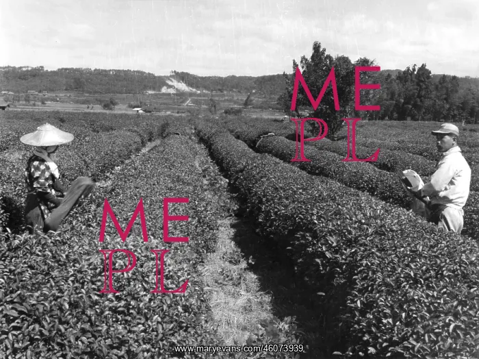: Tea harvest in Japan : Tea harvest in Japan