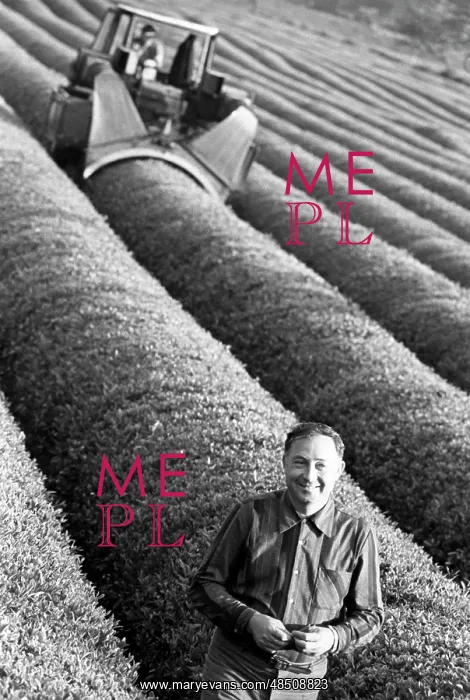 : Tea harvesting in Georgia, 1977 : Tea harvesting in Georgia, 1977