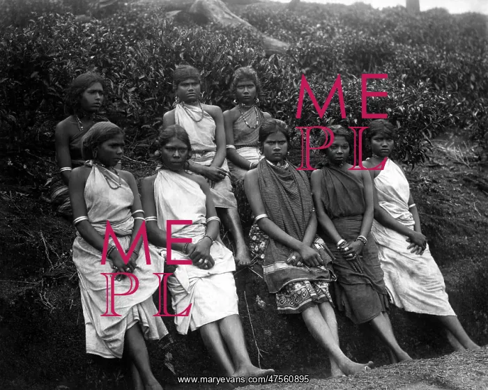: Tea pickers, Ceylon (Sri Lanka) : Tea pickers, Ceylon (Sri Lanka)