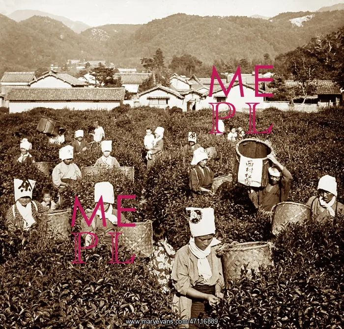  : Tea pickers, China