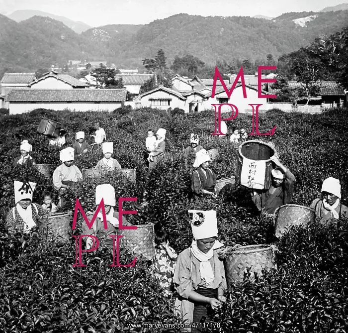  : Tea pickers, China