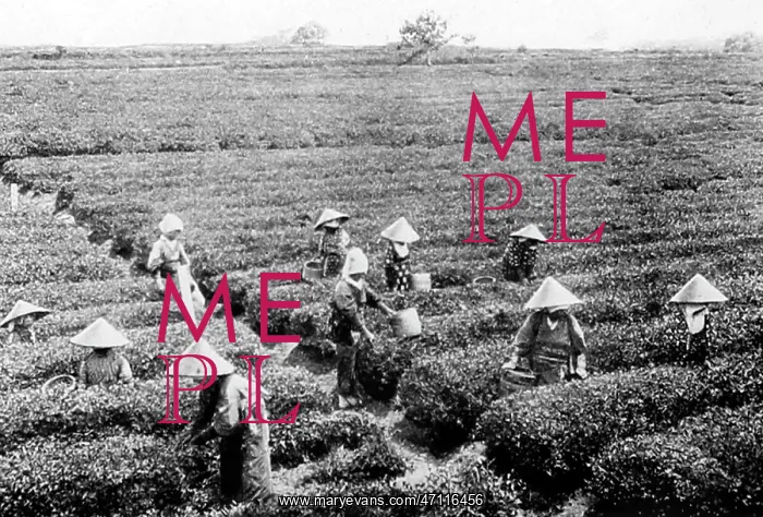  : Tea pickers, Japan