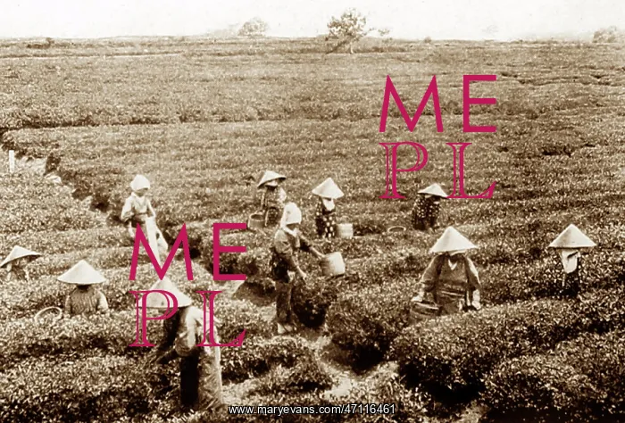  : Tea pickers, Japan