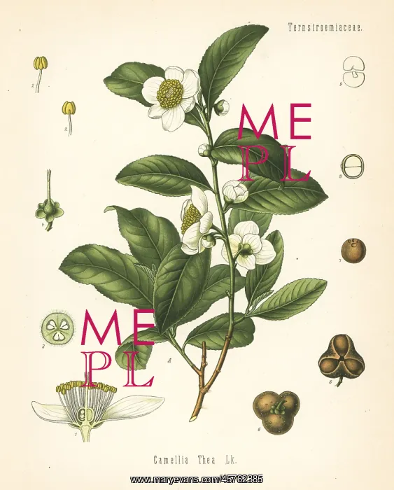 : Tea plant, Camellia sinensis : Tea plant, Camellia sinensis