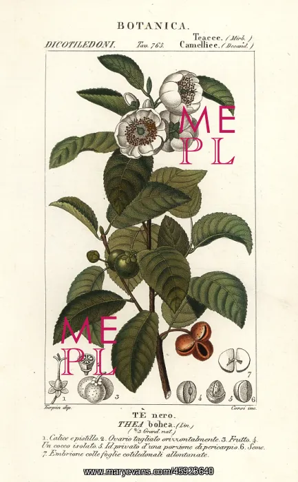 : Tea plant, Camellia sinensis : Tea plant, Camellia sinensis