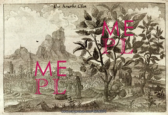 : A tea plant, and workers harvesting tea - China : A tea plant, and workers harvesting tea - China