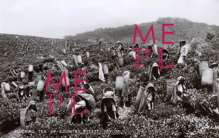 : Tea plantation workers, Ceylon (Sri Lanka) : Tea plantation workers, Ceylon (Sri Lanka)