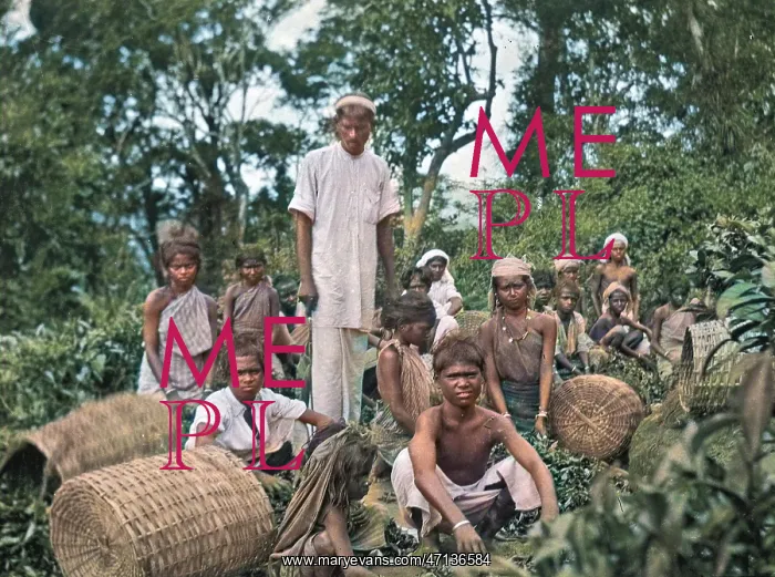 : Tea plantation workers, Sri Lanka : Tea plantation workers, Sri Lanka