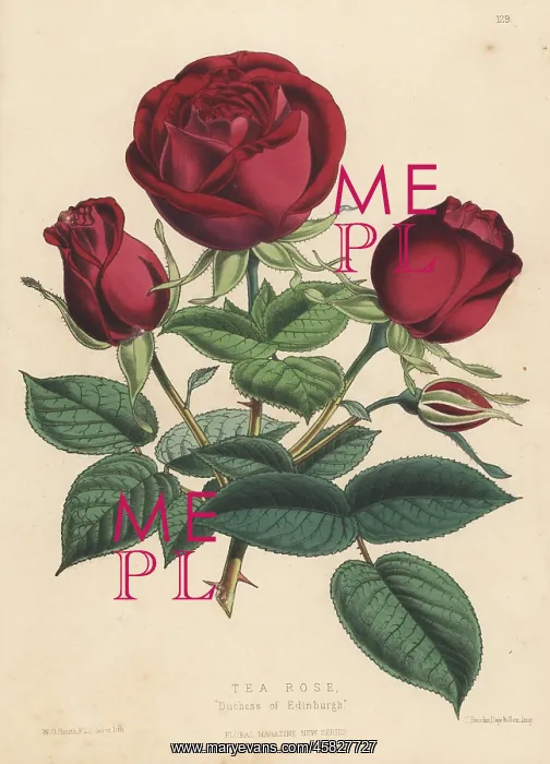 : Tea rose hybrid, Duchess of Edinburgh : Tea rose hybrid, Duchess of Edinburgh