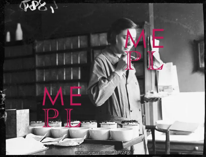 : TEA TASTING 1930S : TEA TASTING 1930S