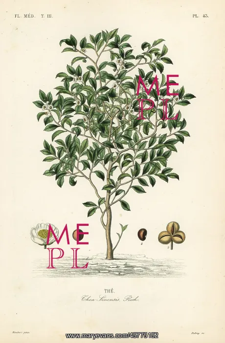 : Tea tree or tea plant, Camellia sinensis : Tea tree or tea plant, Camellia sinensis