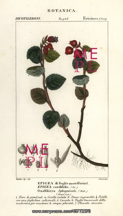 : Teaberry, Gaultheria domingensis : Teaberry, Gaultheria domingensis