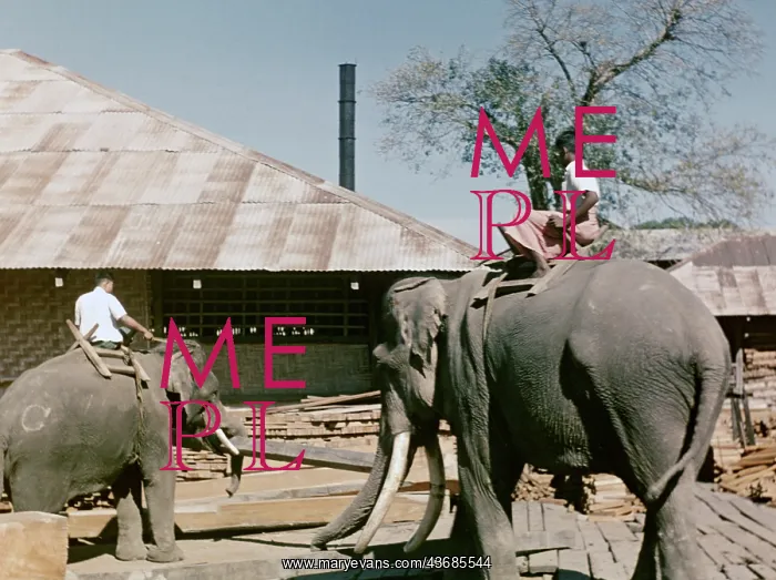 : Teak mill - elephant - Moulmain : Teak mill - elephant - Moulmain