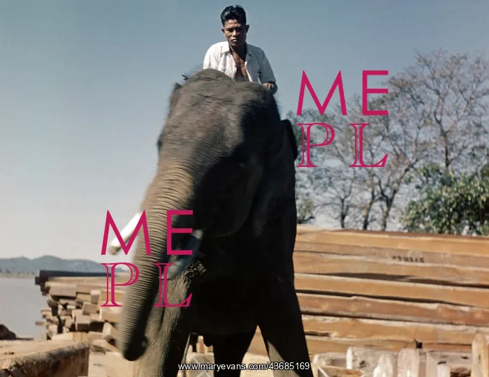 : Teak mill - elephant - Moulmein : Teak mill - elephant - Moulmein