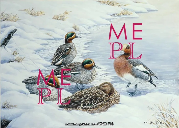 : Teal and Drake Wigeon in Snow : Teal and Drake Wigeon in Snow