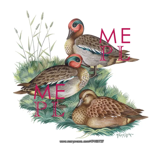 : Teal ? two drakes and a duck : Teal ? two drakes and a duck