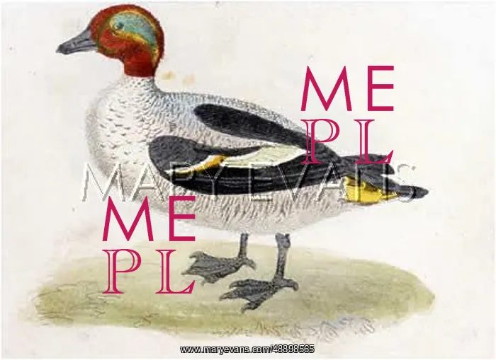  : TEAL DUCK. TEAL (Anas crecca)
