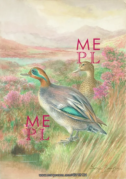  : Teal Ducks