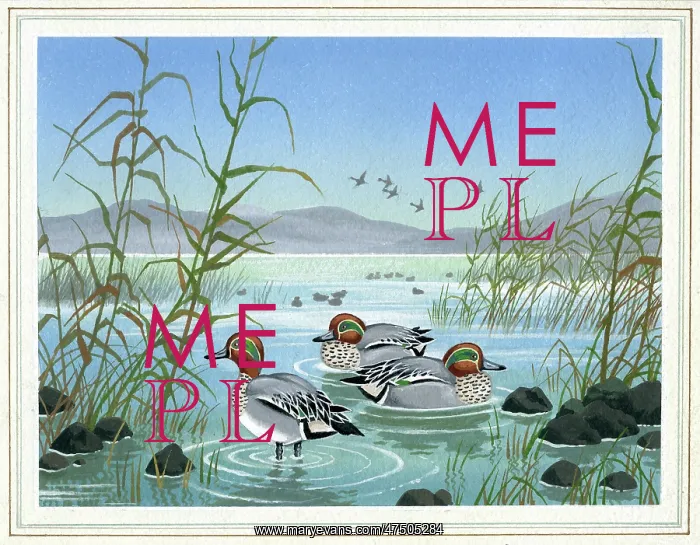 : Teal on a lake : Teal on a lake