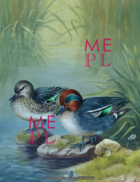 : Teal' pair of ducks at waters edge : Teal' pair of ducks at waters edge