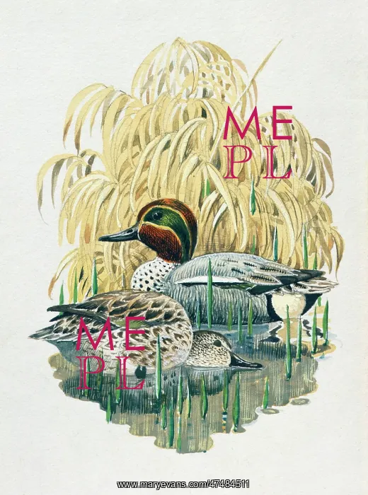 : Teal in the Reed Grass : Teal in the Reed Grass