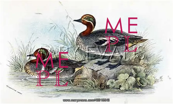  : TEAL (SHARPE)