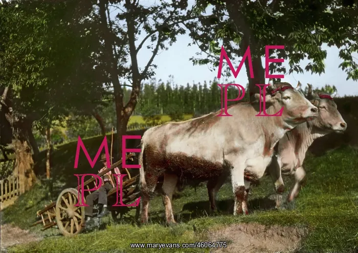 : Team of cattle : Team of cattle