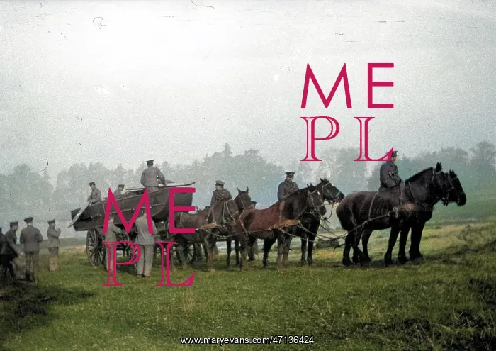 : Team of horses pulling a cart : Team of horses pulling a cart