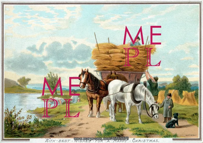 : A team of shire horses pulling a harvest wagon : A team of shire horses pulling a harvest wagon