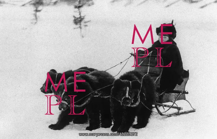 : A team of tame young bears, 1912 : A team of tame young bears, 1912