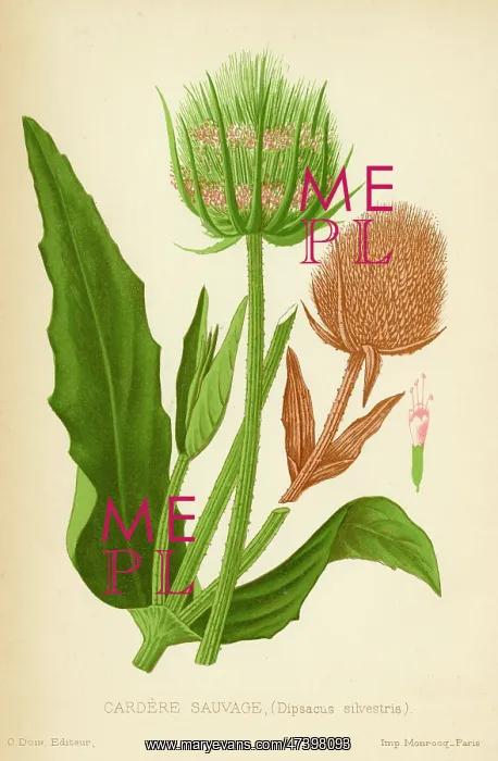  : Teasel. TEASEL Cardere sauvage