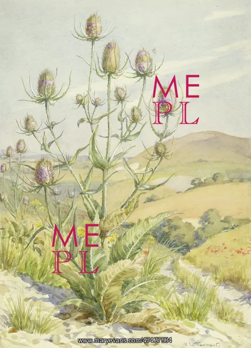 : Teasel (dipsacus fullonum) in a landscape : Teasel (dipsacus fullonum) in a landscape